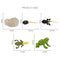 Plastic Life Cycle of Frog Ant Playset Cognitive Biology Toys Themed Party