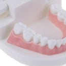 Dental orthodontic studyteachadult standard typodont demonstration teeth modelBX