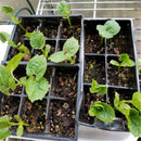 100 pcs Bitter Melon Gourd Ampalaya  Seeds Fresh From My Garden SP