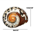 Natural South African Snail Sea Shell Coral Fish Tank Home UK Decoration M9T9