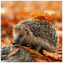 5D DIY Full Round Drill Diamond Painting Autumn Hedgehog Cross Stitch Decor A