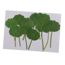 12pcs Pressed Dried Leaves Plant Specimen - DIY Art Craft Scrapbook Card DIY