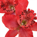 20x Red Artificial Silk Orchid Dendrobium Flower Heads Wedding Decor