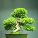 Juniper Bonsai Tree Seeds Purify Air Easy to Grow Home Office Decor au