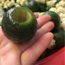 500G Organic Xinhui Green Mandarin Orange Ripened Yunnan Pu-erh Tea Puer f. Gift