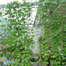 Garden Green Nylon Trellis Netting Support Climbing Plant Nets Grow Fence P9C1