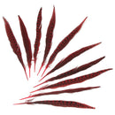 Beautiful Rooster Pheasant Tail Feathers 12-14 Inch Long Costume Decor Mill