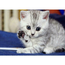 5D DIY Full Drill Diamond Painting Hello Cat Cross Stitch Embroidery Kits