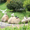 2 Pieces Realistic Standing Flying Doves with White Feathers Birds Animal