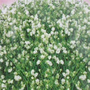 Aromatic Gypsophila Seeds Potted Gypsophila Paniculata Garden Flower Seed LJ