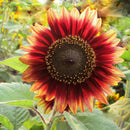 15x Samen Rot Sonnenblume Abendrot Abendsonnen HELIANTHUS ANNUUS-Red X9H4 R0A3