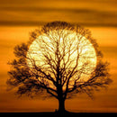 4 Pack Tree DIY 5D Diamond Painting Kits Full Drill Cross Stitch Home Decor