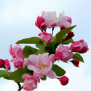 Begonia Seed bonsai tree flower seeds Begonia tree plant Balcony Yard potted. LJ