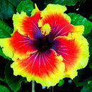 30PCS Giant Hibiscus Seeds Dinnerplate Hibiscus Perennial Flower Q9V0 L7H5
