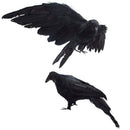 2-Pack Realistic Crows Extra Large Handmade Black Feathered Crow for Hallow D2L3