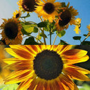 Plant Your Own Giant Sunflower Plant Kit - Indoor Windowsill Gift Gardening K2C2