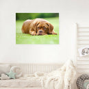 5D DIY Full Round Drill Diamond Painting Upset Dog Cross Stitch Embroidery