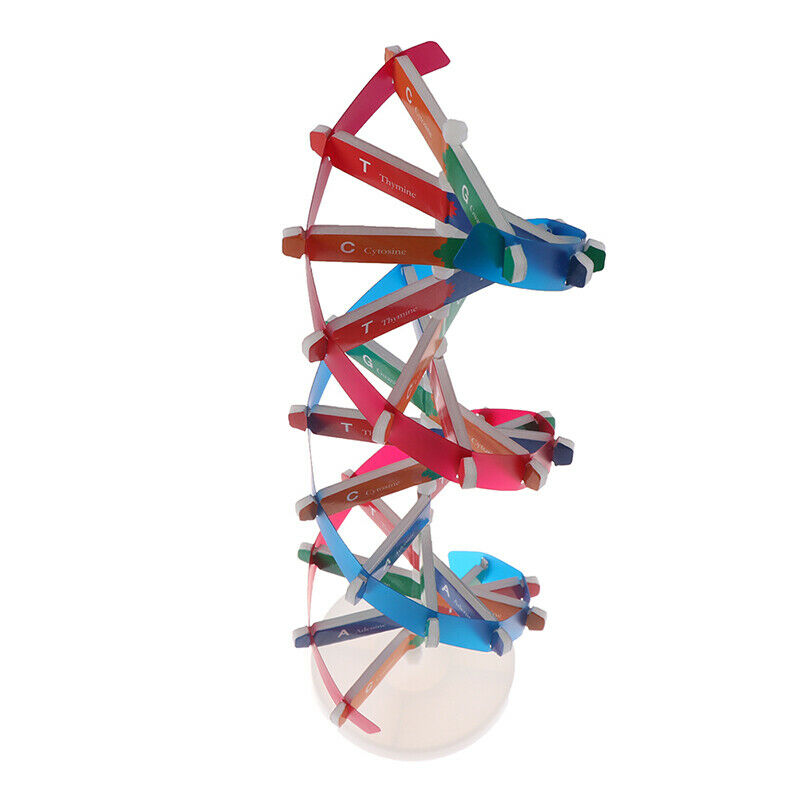 Human Genes DNA Models Double Helix Science Toys Teaching Learning Education  Cy