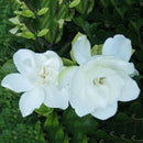 50pcs Jasmine Gardenia Seeds Light Fragrant White Color Bloom Five Petal DecoSP