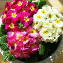 50pcs Primrose Seeds Garden Decor Flower fragrant DIY Home Garden hardy Plant SP