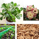 5 pcs Desert Rose Flower Adenium obesum "PEONY" bonsai Seed Supply