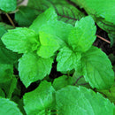 500pcs spearmint seeds mint mentha herb green home garden flower plant decor @LJ