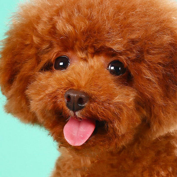 260pcs Pet Ear Wipes Soft Gentle Dog & Cats Presoaked Cleaning Grooming Pads