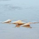 Conch Shell Natural Sea Snail Home Ornaments Fish Tank Decor Funny