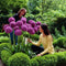 10pcs purple giant allium giganteum flower black seeds home garden plant decorLJ