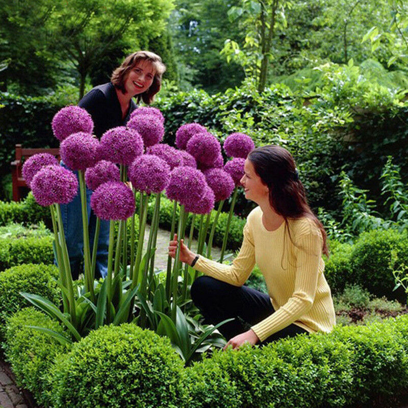 10pcs purple giant allium giganteum flower black seeds home garden plant decorLJ
