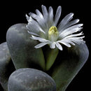 50X Mixed Lithops Seeds Living Stones Succulent Cactus Four Seasons Potted A9Z0