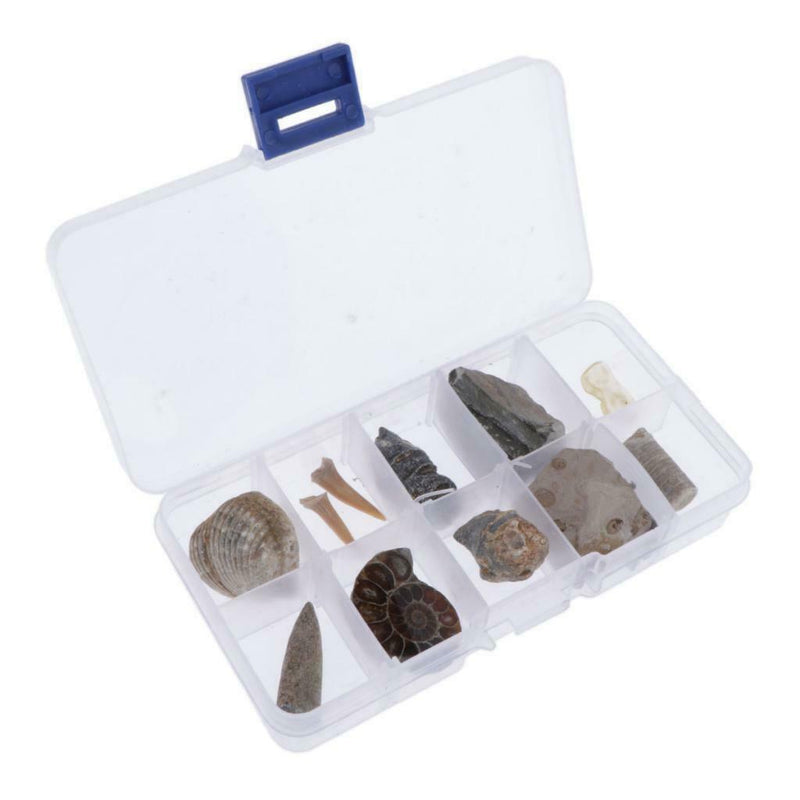 10pcs Rock Mineral Stone Amber Fossils Collection Education Science Specimen