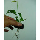 50Pcs Soilless Cultivation of   Hydroponic Sponge Planting Gardening