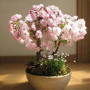 20PCS Bonsai Tree japanese sakura seeds bonsai flower Cherry Blossoms seeds SP