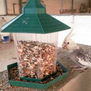 European style wild bird feeder Outdoor bird feeders food container Hanging