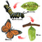 Life Cycle of Butterfly - Includes Egg, Larva, Pupa, and Butterfly - Educational