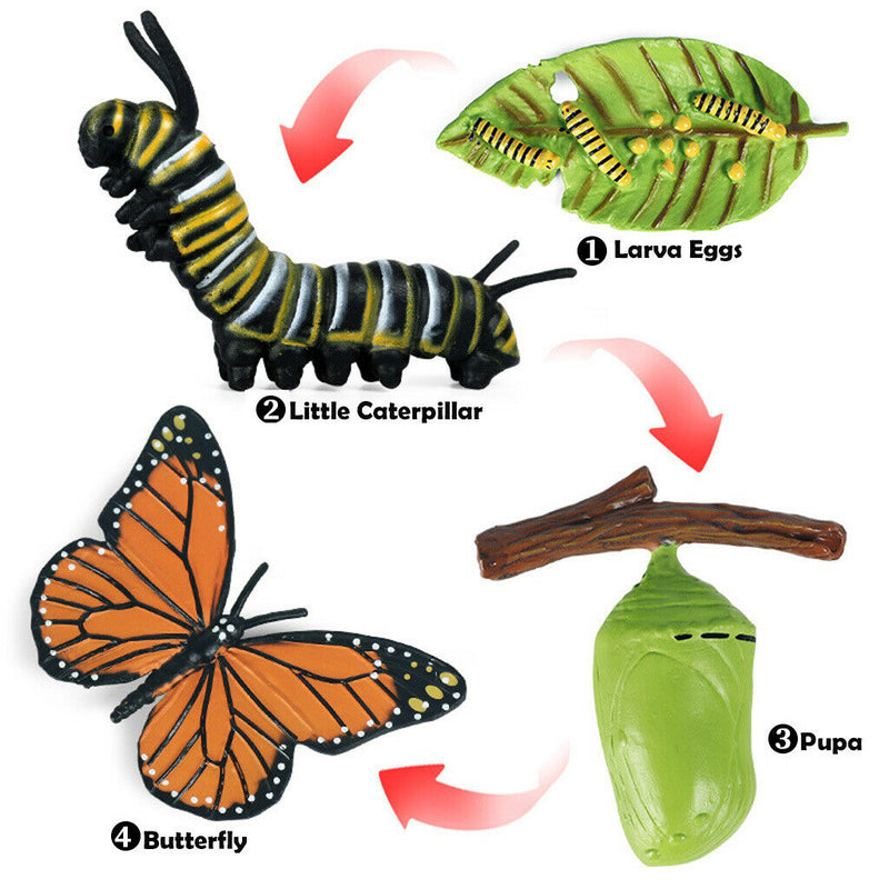 Life Cycle of Butterfly - Includes Egg, Larva, Pupa, and Butterfly - Educational