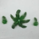 50 pcs Feather of cock Applique Sewing Decor Garment Hat DIY Jewelry 5-10 c P5O2