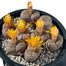 50 Lithops Seeds Living Stones Succulent Cactus Bulk Seed Pot Decor ly