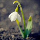 200X Galanthus Nivalis Seeds Common Snowdrop Flower Freezing Plants Home De Y1I2
