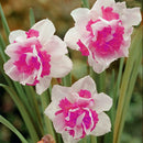 400X Charm Daffodil Seeds Spring Flower Double Narcissus Duo Bulbs Seeds P6V2