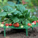 10Pcs Plant Plastic Tool Strawberry Growing Circle Support Rack Farming Fra