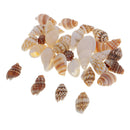 30 Pieces Of Mussel Perlenb Crafting Shells  For Handicrafts, Decoration Or