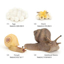 Hand Painted Snail Growth Life Cycle Kids Early Educational Imagination Toys
