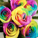 1000Pcs Beautiful Colorful Rainbow Rose Flower Seeds Yard Garden Plant Decor