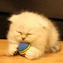 2x New Pet Cat Dog Puppy Rainbow Balls Play Training Funny Chew Fetch Throw Toys