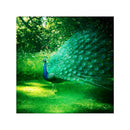 DIY Diamond Painting Embroidery Forest Peacock Bird Cross Stitch Kit Decor