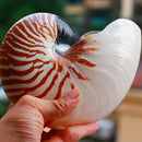14-16Cm 5.5-6.3Inch Natural Nautilus Seashell Tiger Chambered Nautilus Home