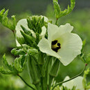 Okra Seeds Health Vegetable Seeds Organic Green Vegetable Seeds for planting.LJ