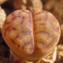 200Pc Succulent Cactus Mixed Lithops Flower Seeds Living Stones Flower Seed X8J6